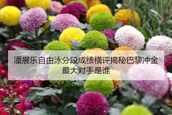 潘展乐自由泳分段成绩横评揭秘巴黎冲金最大对手是谁